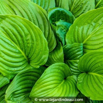 HOSTA &#039;August Moon&#039;