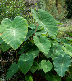 COLOCASIA 'Pink China'