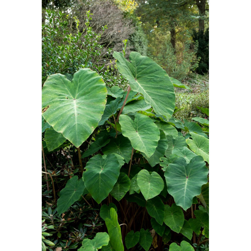 COLOCASIA 'Pink China'
