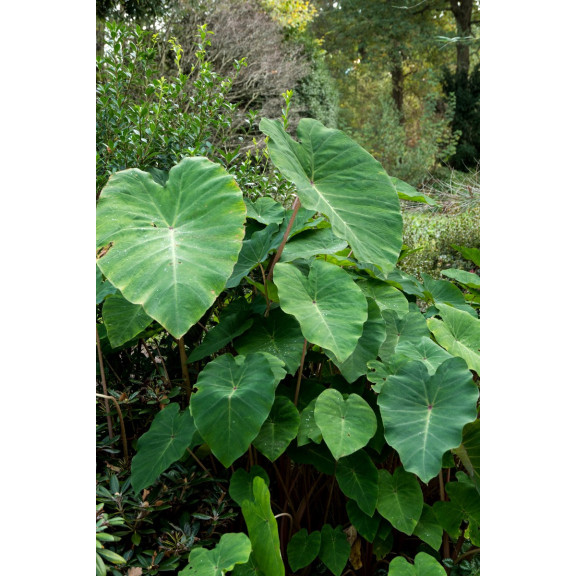 COLOCASIA 'Pink China'