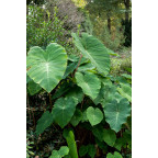 COLOCASIA 'Pink China'