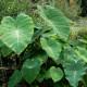 COLOCASIA 'Pink China'