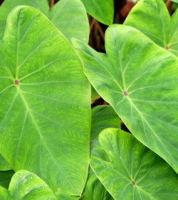 COLOCASIA 'Pink China'