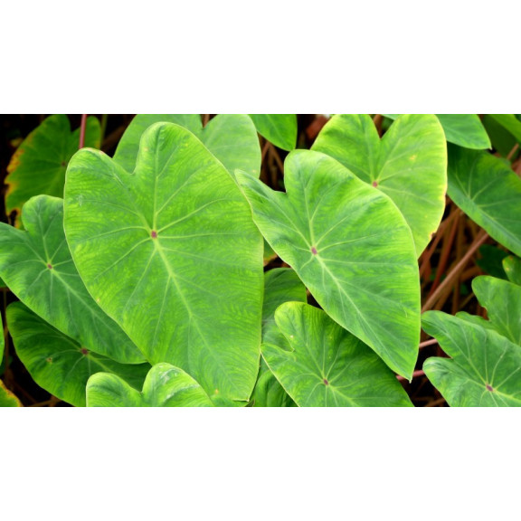COLOCASIA 'Pink China'