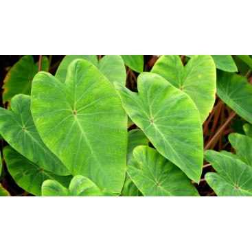 COLOCASIA \'Pink China\'