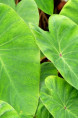COLOCASIA 'Pink China'