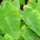COLOCASIA 'Pink China'