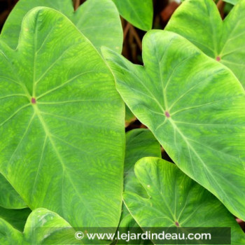 COLOCASIA &#039;Pink China&#039;