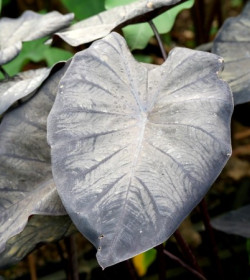 COLOCASIA 'Black Sapphire'