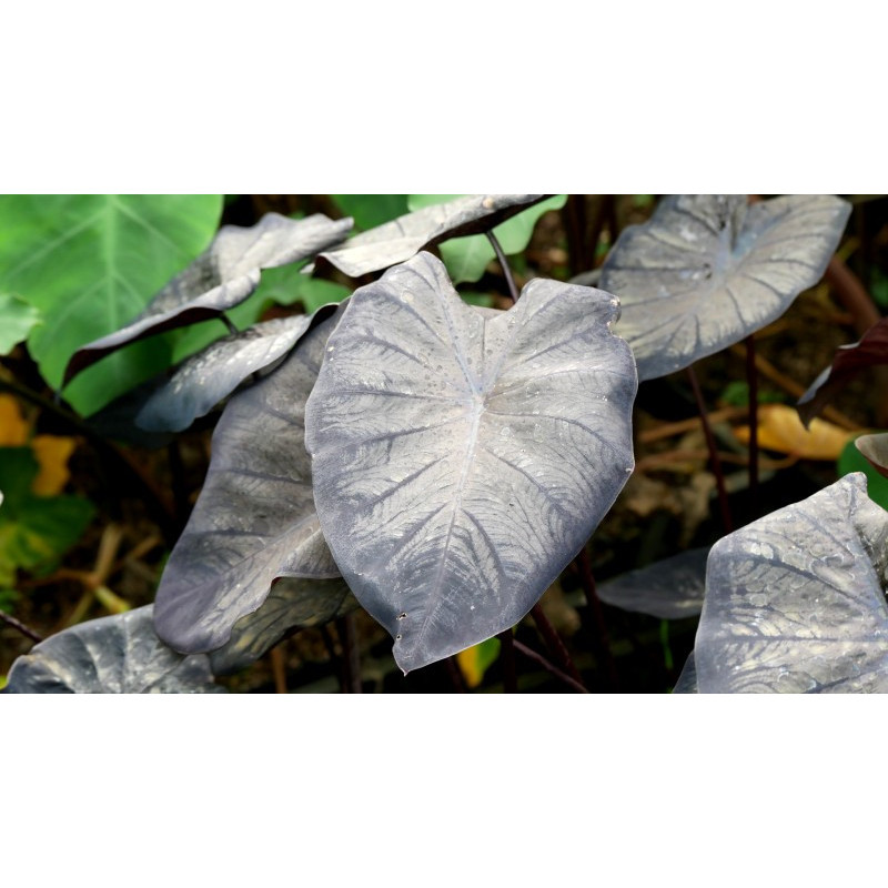 COLOCASIA 'Black Sapphire'