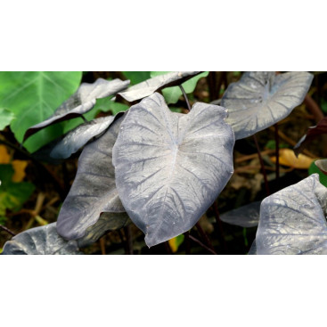 COLOCASIA \'Black Sapphire\'