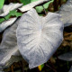 COLOCASIA 'Black Sapphire'