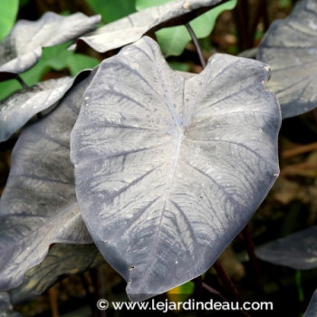 COLOCASIA &#039;Black Sapphire&#039;