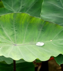 COLOCASIA esculenta