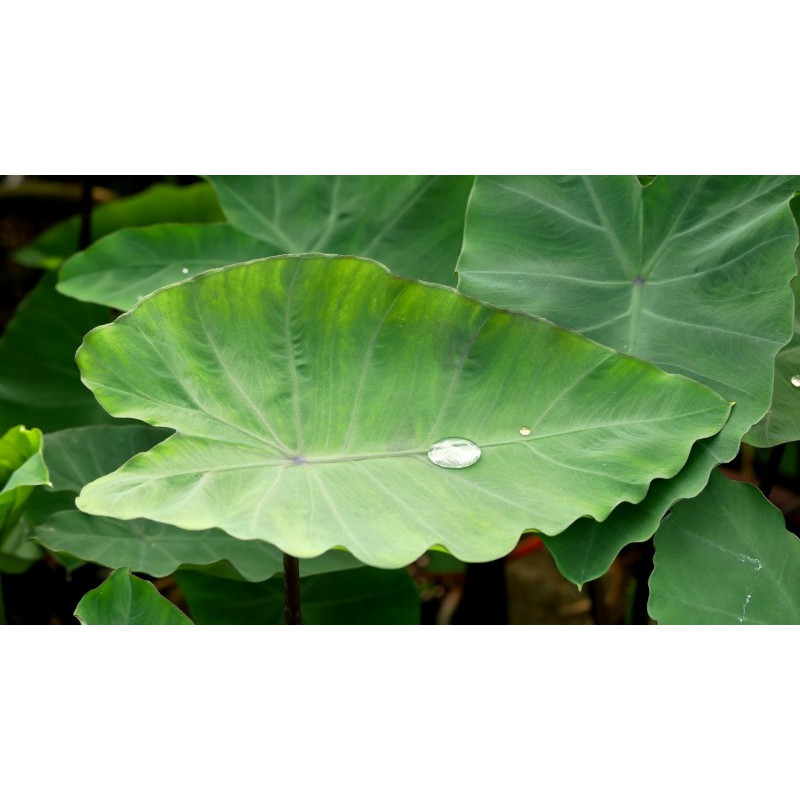 COLOCASIA esculenta