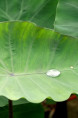 COLOCASIA esculenta