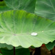 COLOCASIA esculenta