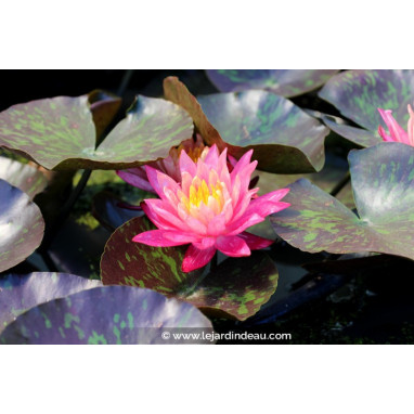 NYMPHAEA \'Wanvisa\'