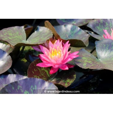 NYMPHAEA \'Wanvisa\' - N&eacute;nuphar