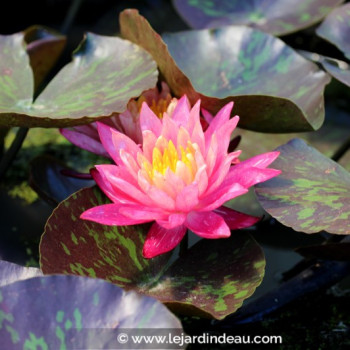 NYMPHAEA &#039;Wanvisa&#039;