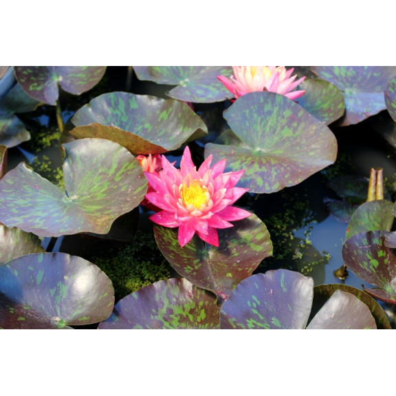 NYMPHAEA 'Wanvisa'