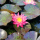 NYMPHAEA 'Wanvisa'