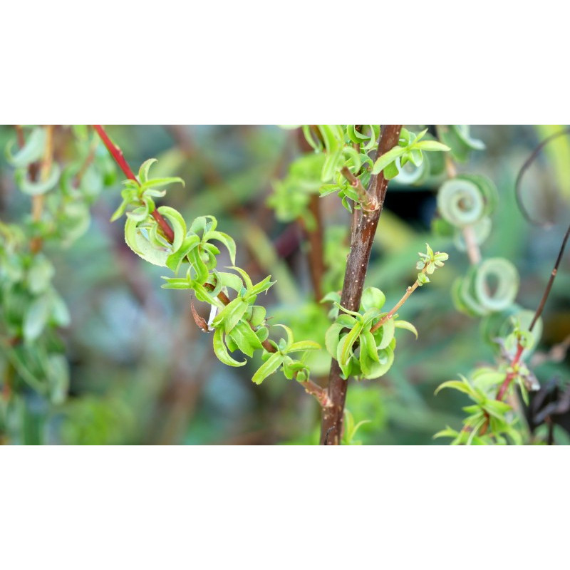 SALIX babylonica 'Crispa'