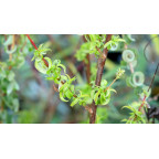 SALIX babylonica 'Crispa'