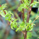 SALIX babylonica 'Crispa'