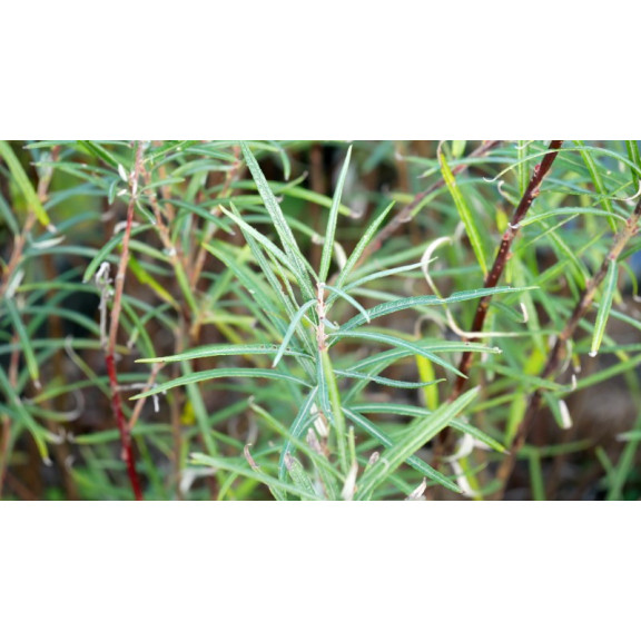 SALIX elaeagnos ssp. angustifolia