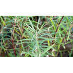 SALIX elaeagnos ssp. angustifolia