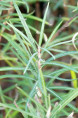 SALIX elaeagnos ssp. angustifolia