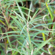 SALIX elaeagnos ssp. angustifolia