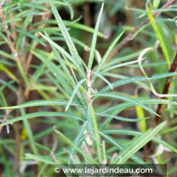 SALIX elaeagnos ssp. angustifolia