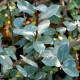 SALIX caesia