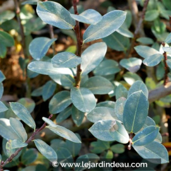 SALIX caesia
