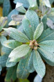 SALIX helvetica