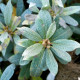 SALIX helvetica