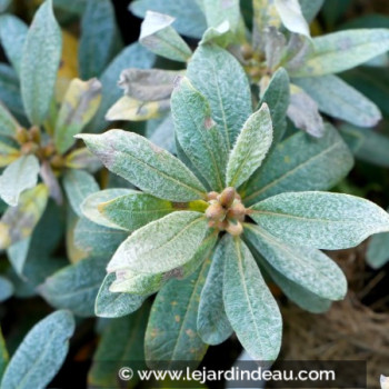 SALIX helvetica