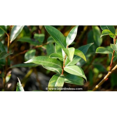 SALIX pentandra