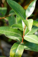 SALIX pentandra