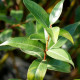 SALIX pentandra