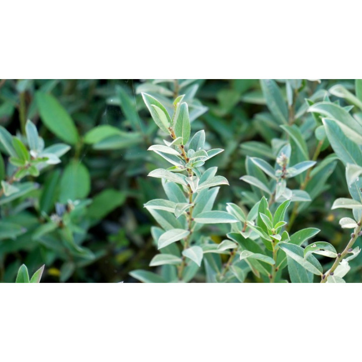 SALIX pyrenaica