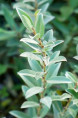 SALIX pyrenaica
