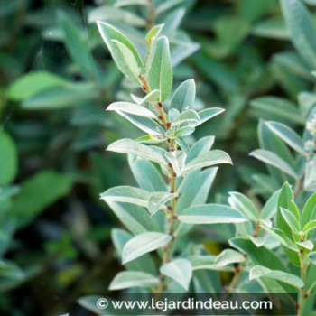 SALIX pyrenaica