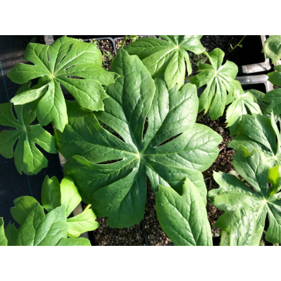 PODOPHYLLUM peltatum