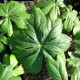 PODOPHYLLUM peltatum