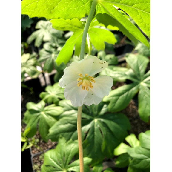 PODOPHYLLUM peltatum