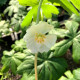 PODOPHYLLUM peltatum