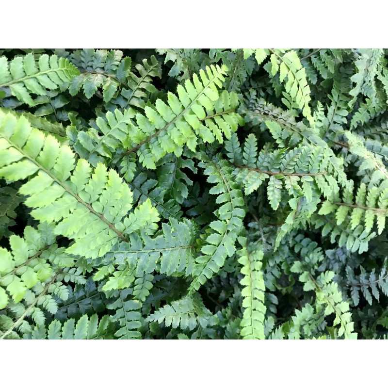 POLYSTICHUM polyblepharum